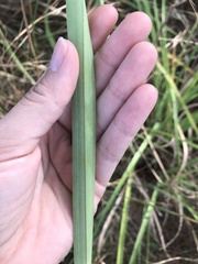 Cyperus ligularis image