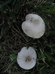 Melanoleuca exscissa