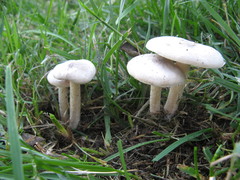 Melanoleuca exscissa