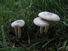 Melanoleuca exscissa