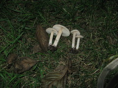 Melanoleuca exscissa