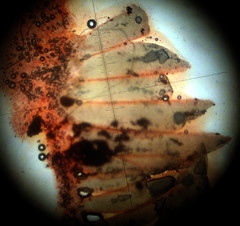 Melanoleuca exscissa