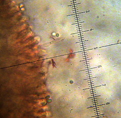 Melanoleuca exscissa