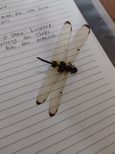 Rhyothemis variegata