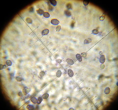 Melanoleuca exscissa