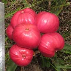 Crinum stuhlmannii delagoense