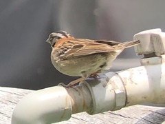 Zonotrichia capensis