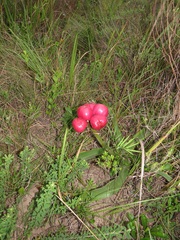 Crinum stuhlmannii delagoense