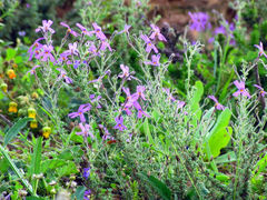 Jamesbrittenia pinnatifida