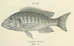 Yellow Lepturus Cichlid photo 2