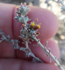 Helichrysum asperum