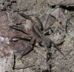 Varacosa