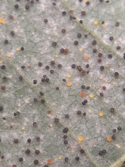 Phyllactinia guttata