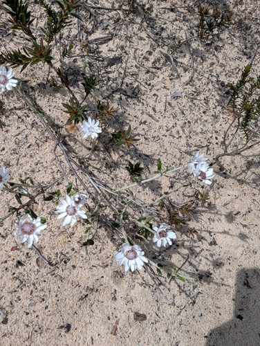 Argentipallium obtusifolium observed 2025-09-13