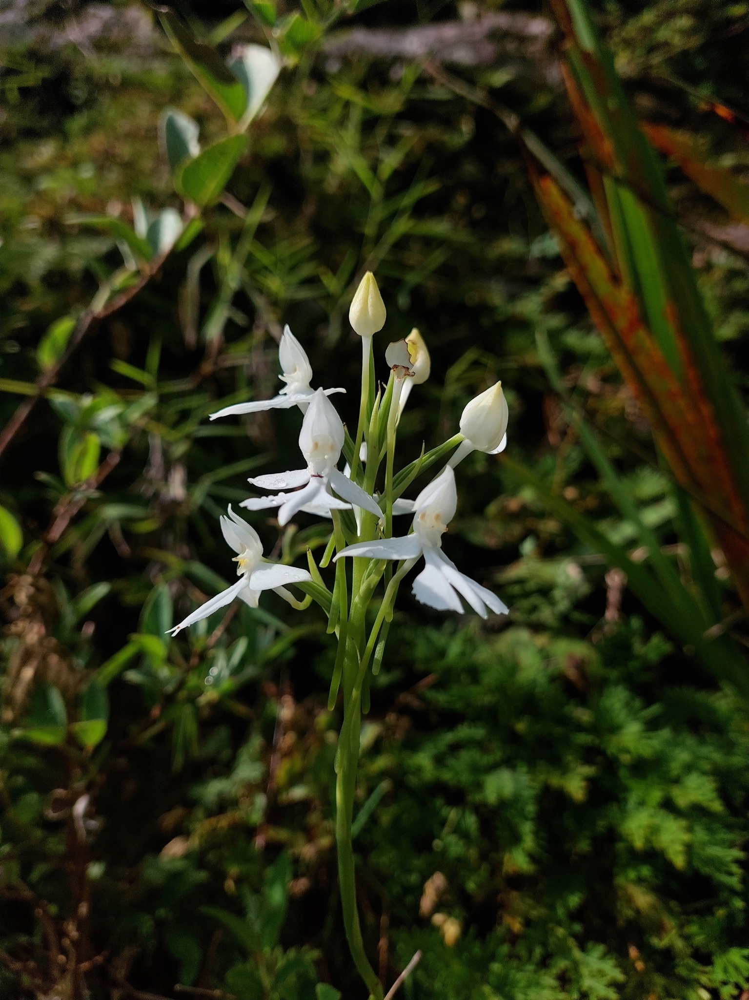 Phantom Orchid (Habenaria dentata)