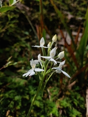 Habenaria dentata, photograph (c) Jason, some rights reserved (CC BY)