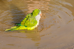Myiopsitta monachus