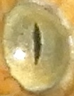 Sinaloan lyresnake, Trimorphodon paucimaculatus