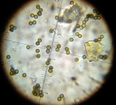 Disciseda brandegeei