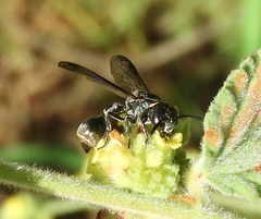 Zethus nigricornis