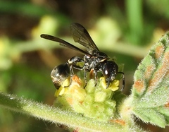 Zethus nigricornis