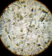 Disciseda brandegeei