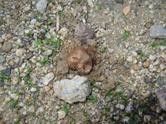 Disciseda brandegeei