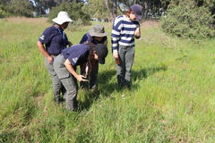 Moraea aristata, photograph (c) Tony Rebelo, some rights reserved (CC BY-SA)