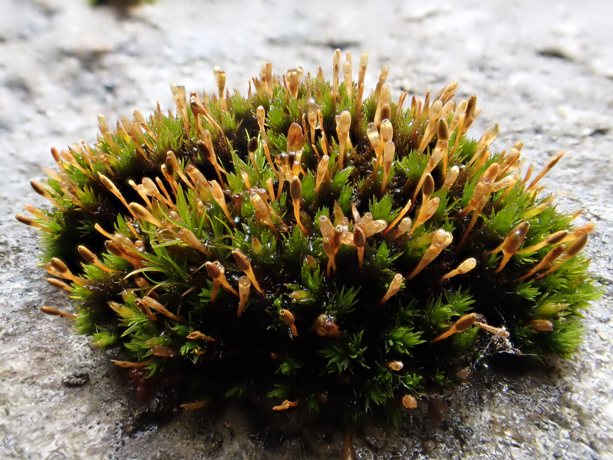 Ulota hutchinsiae