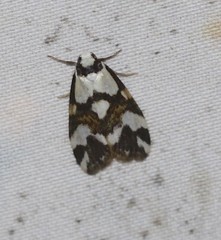 Thallarcha staurocola