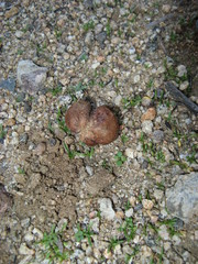 Disciseda brandegeei