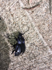 Carabus finitimus