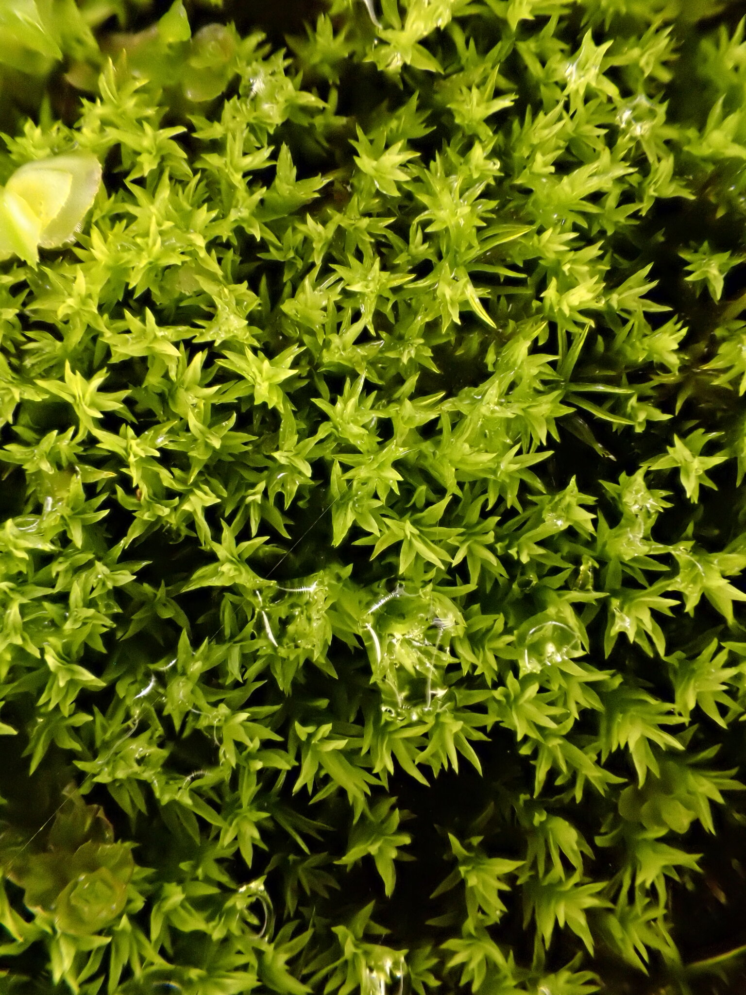 Anoectangium aestivum