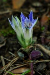 Gentiana zollingeri
