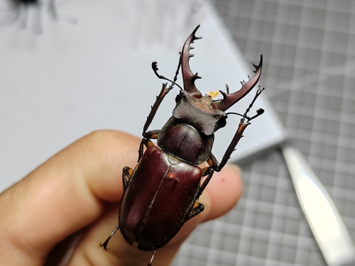 Dybowski's Stag Beetle
