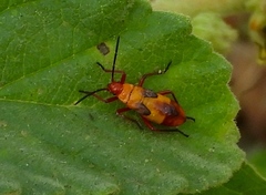 Oncopeltus guttaloides