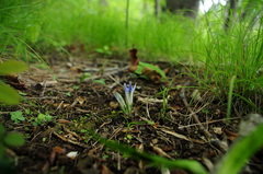Gentiana zollingeri