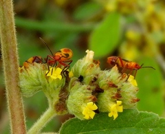 Oncopeltus guttaloides