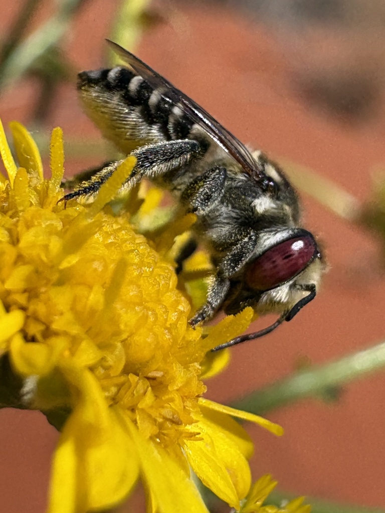 Megachile darwiniana