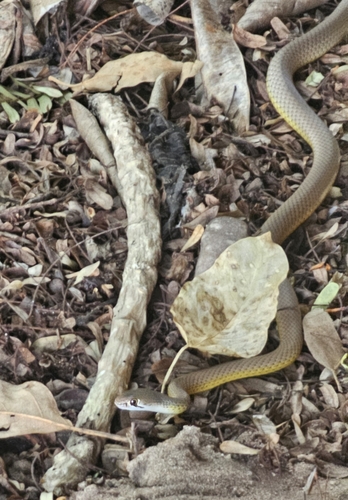 Narrow-headed Whipsnake