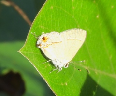 Electrostrymon hugon