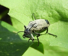 Epicauta bipunctata
