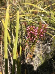 Erica rubiginosa