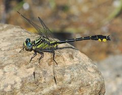 Hylogomphus parvidens