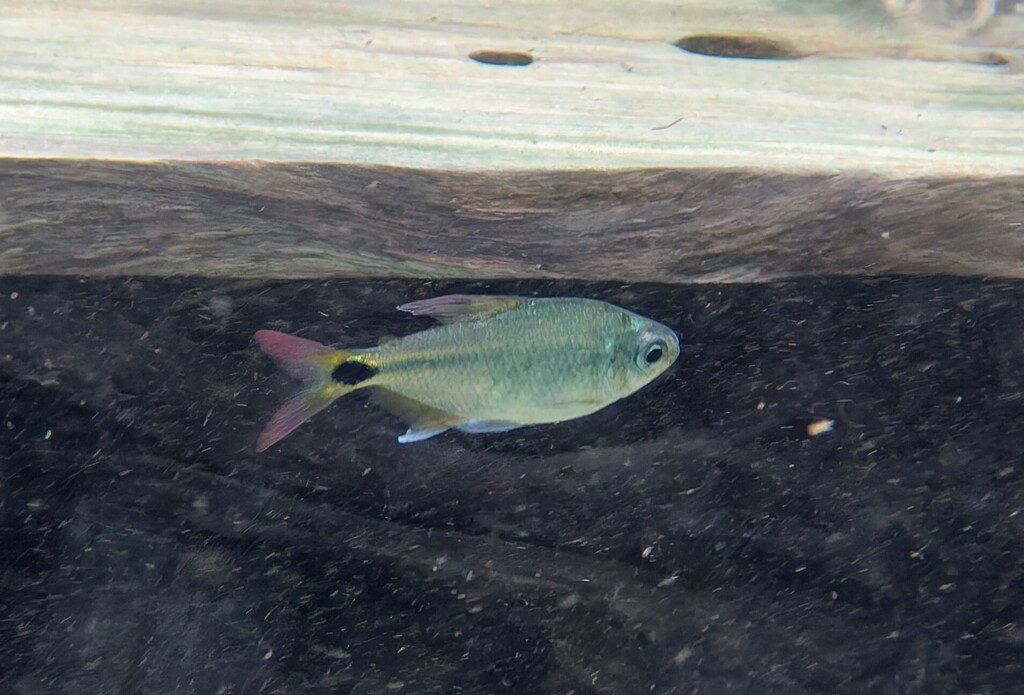 Peridot tetra