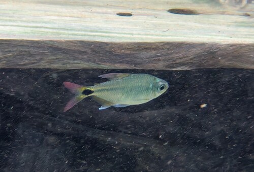 Peridot tetra