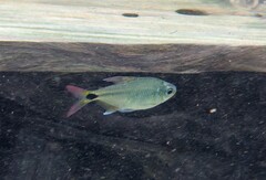 Peridot Tetra photo 2