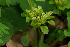 Chrysosplenium