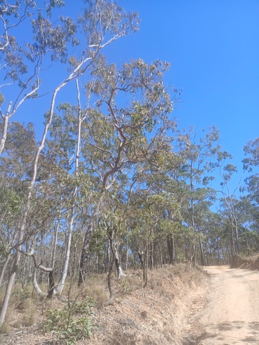 Corymbia abergiana, 2025-08-19