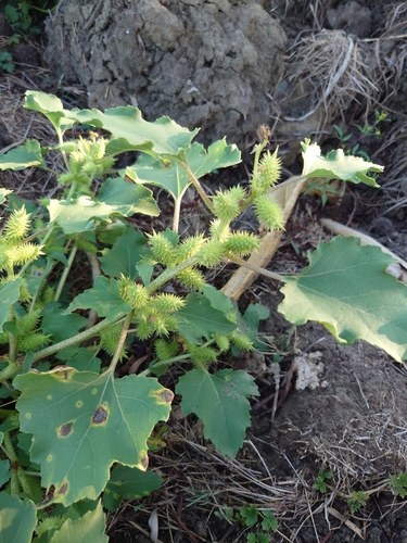 common cocklebur